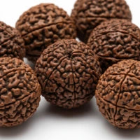 Nepali Rudraksha