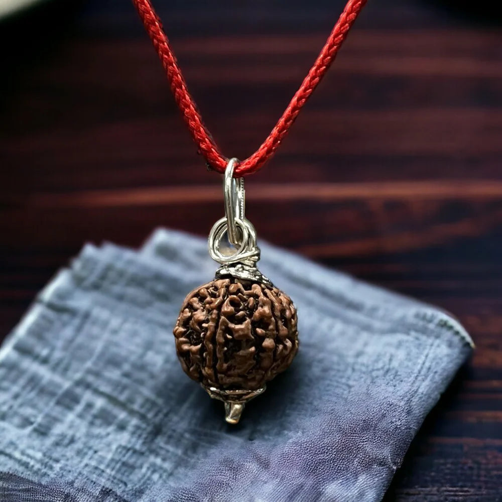 Nepali 6 Mukhi Rudraksha
